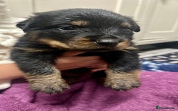 Rottweiler dogs for sale: Stunning Rottweiler puppies 🐶  - Image 7
