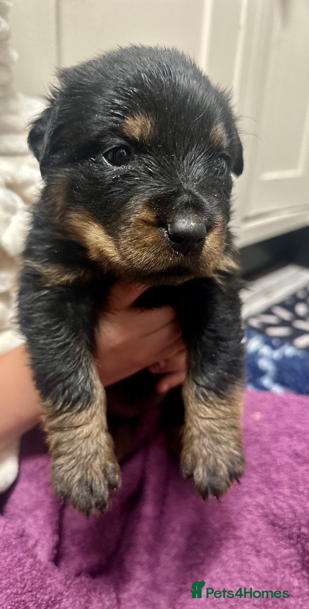 Rottweiler dogs for sale: Stunning Rottweiler puppies 🐶  - Image 7