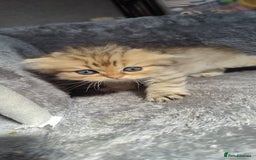 Scottish Fold cats for sale: 5 Scottish Folds - Image 4