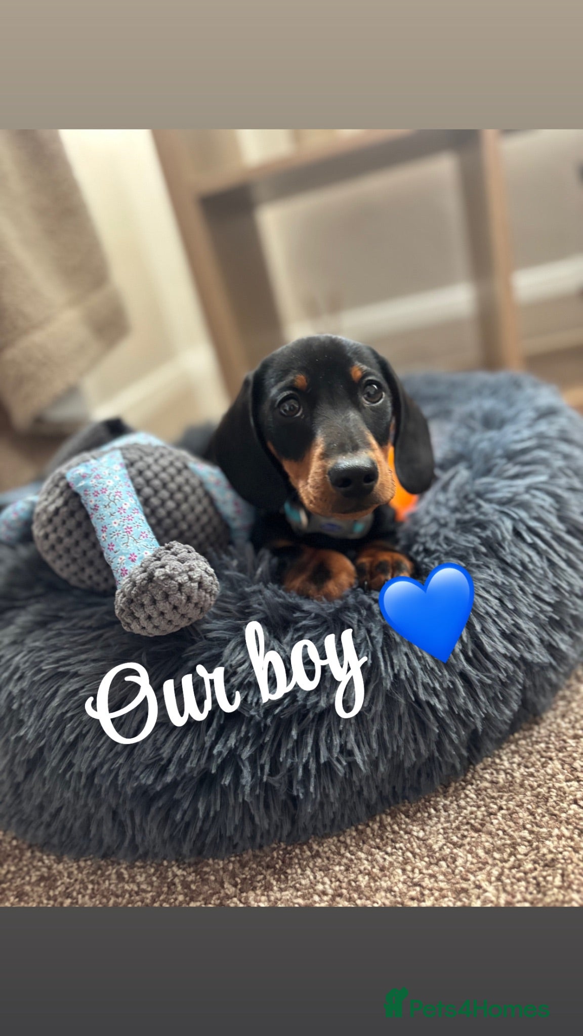 Miniature Dachshund dogs Miniature dachshund  - Advert 10