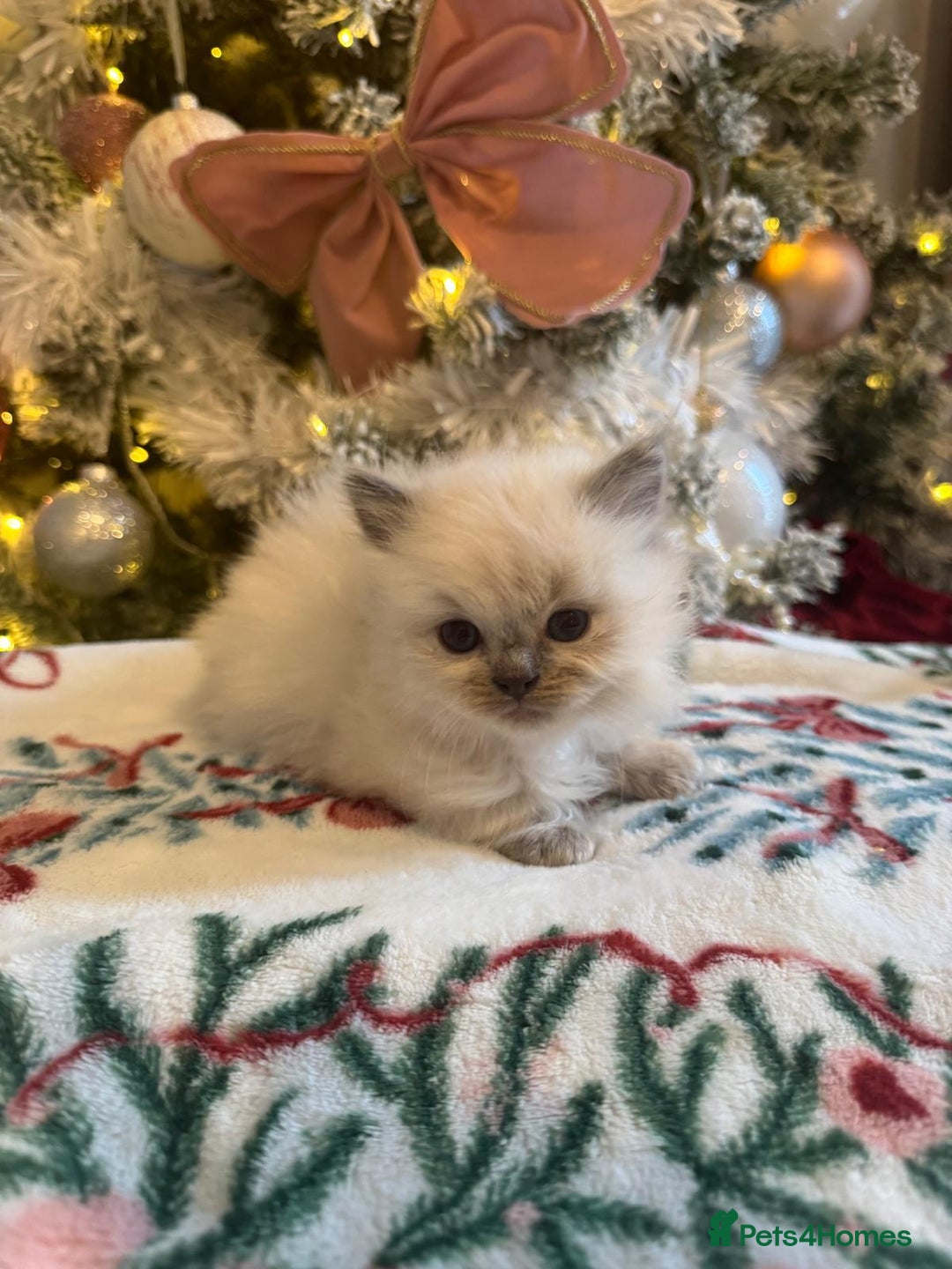 Ragdoll cats for sale: Purebred Ragdolls for sale - Advert 17