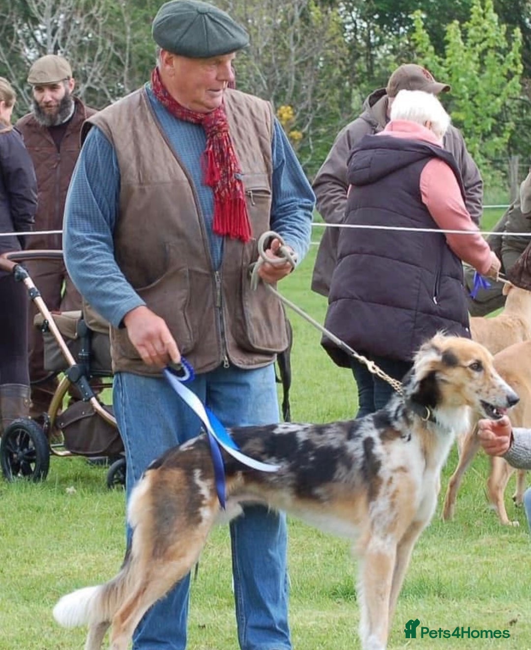 Lurcher dogs for sale: 1 boy still available  - Advert 6