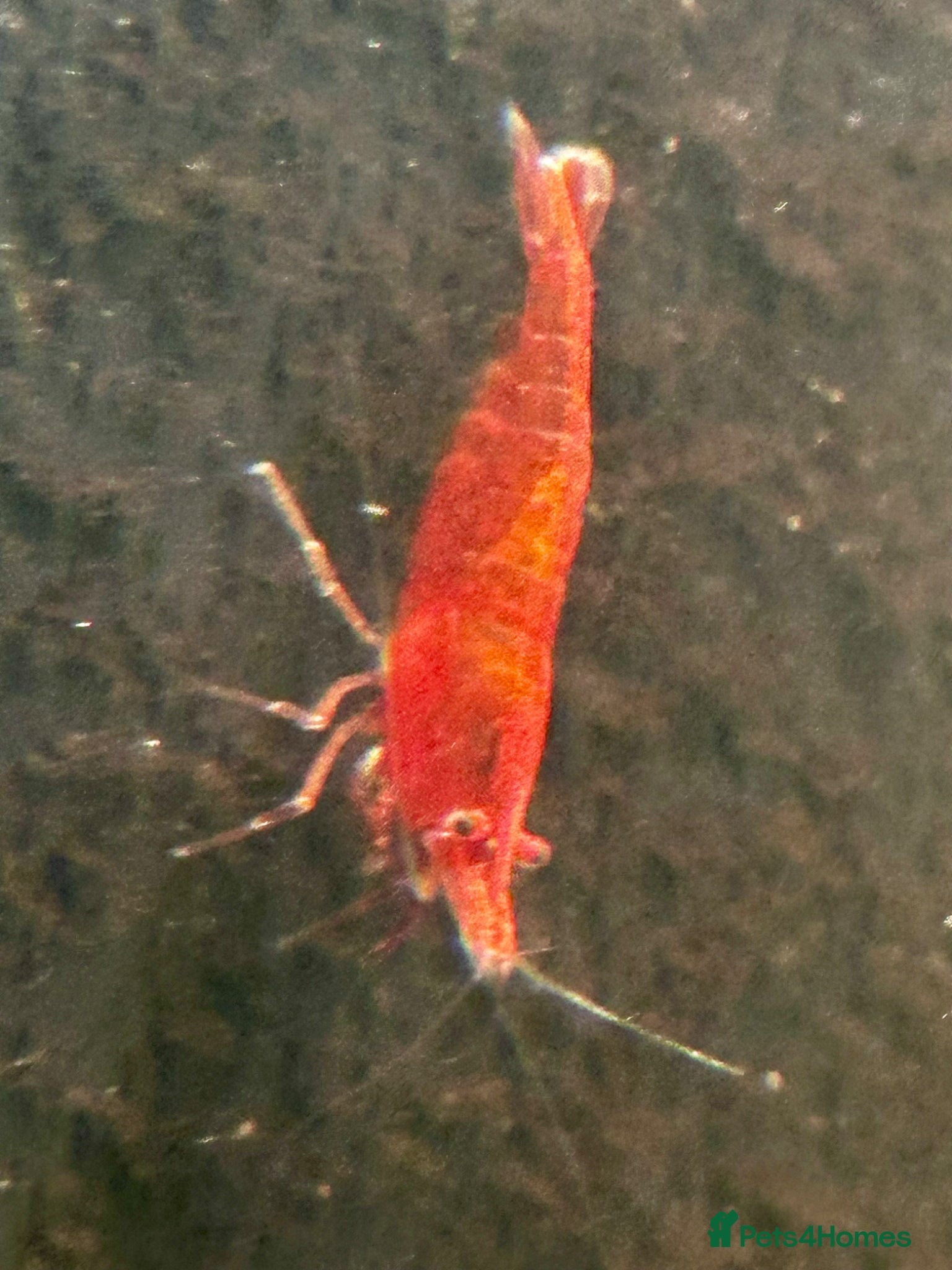 Shrimps fish Red cherry shrimp  - Advert 1