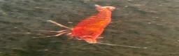 Shrimps fish for sale: Red cherry shrimp  in Wolverhampton - Advert 1