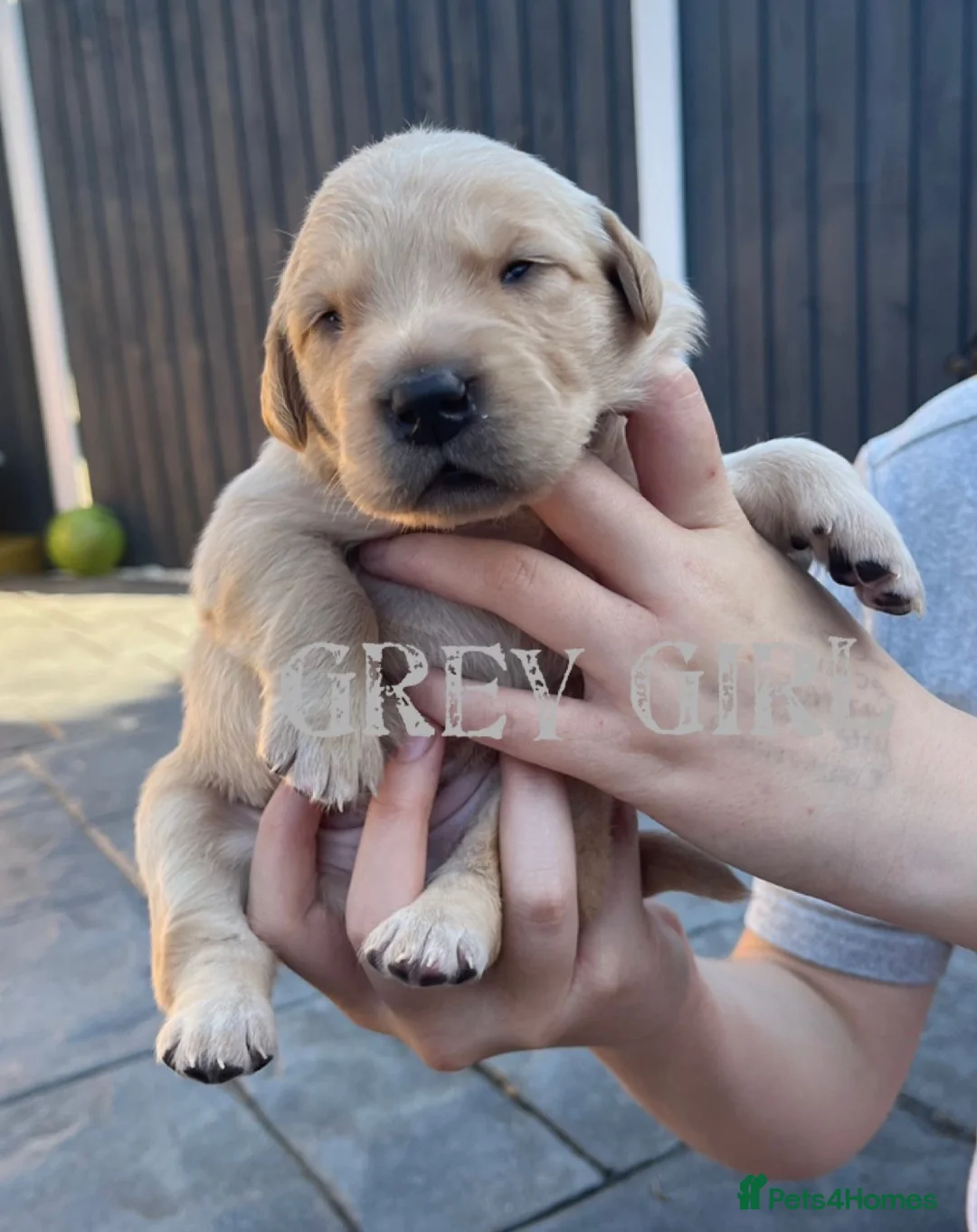 Labrador Retriever dogs for stud: Lucerys Targaryen Lee in Orpington - Advert 14