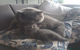 British Shorthair cats for sale: Both parents pedigreesTICA pedigree-dad5xchampion  - Image 7