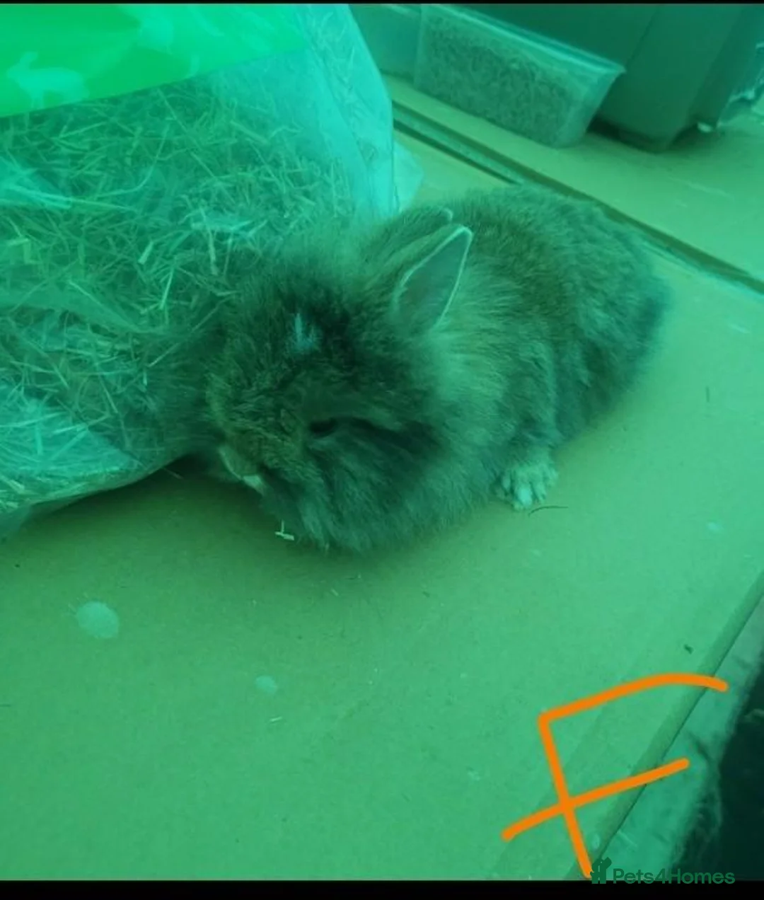Mini Lop rabbits for sale: Mini lop / Netherland Dwarf  - Advert 8
