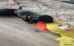 Miniature Dachshund dogs for sale: Miniature Dachshund Puppies   in Pontefract - Image 10