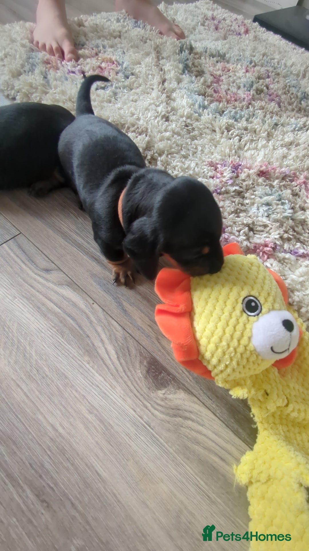 Miniature Dachshund dogs for sale: Miniature Dachshund Puppies   in Pontefract - Image 10