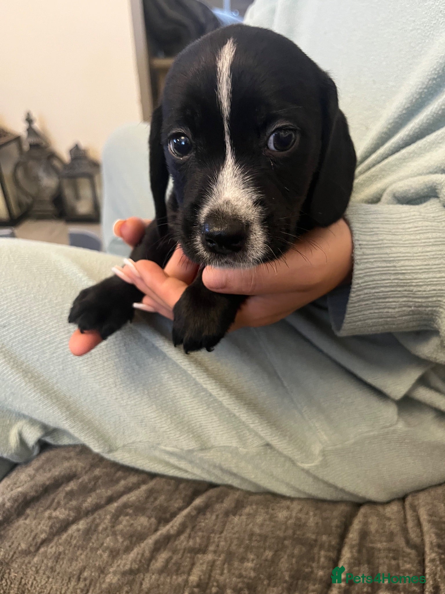 Mixed Breed dogs Cockerjack pups for sale - Advert 2