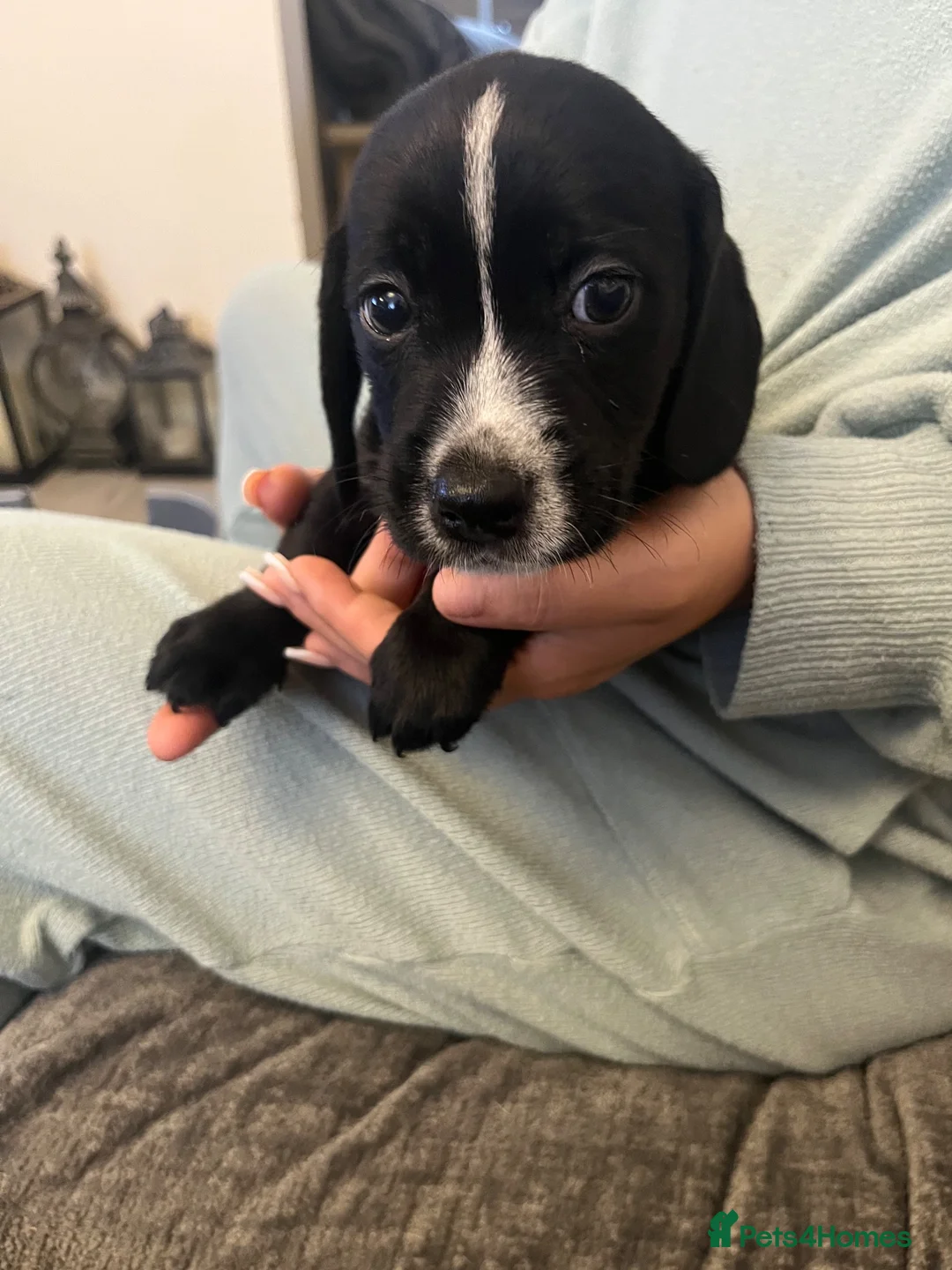 Mixed Breed dogs for sale: Cockerjack pups for sale - Advert 2