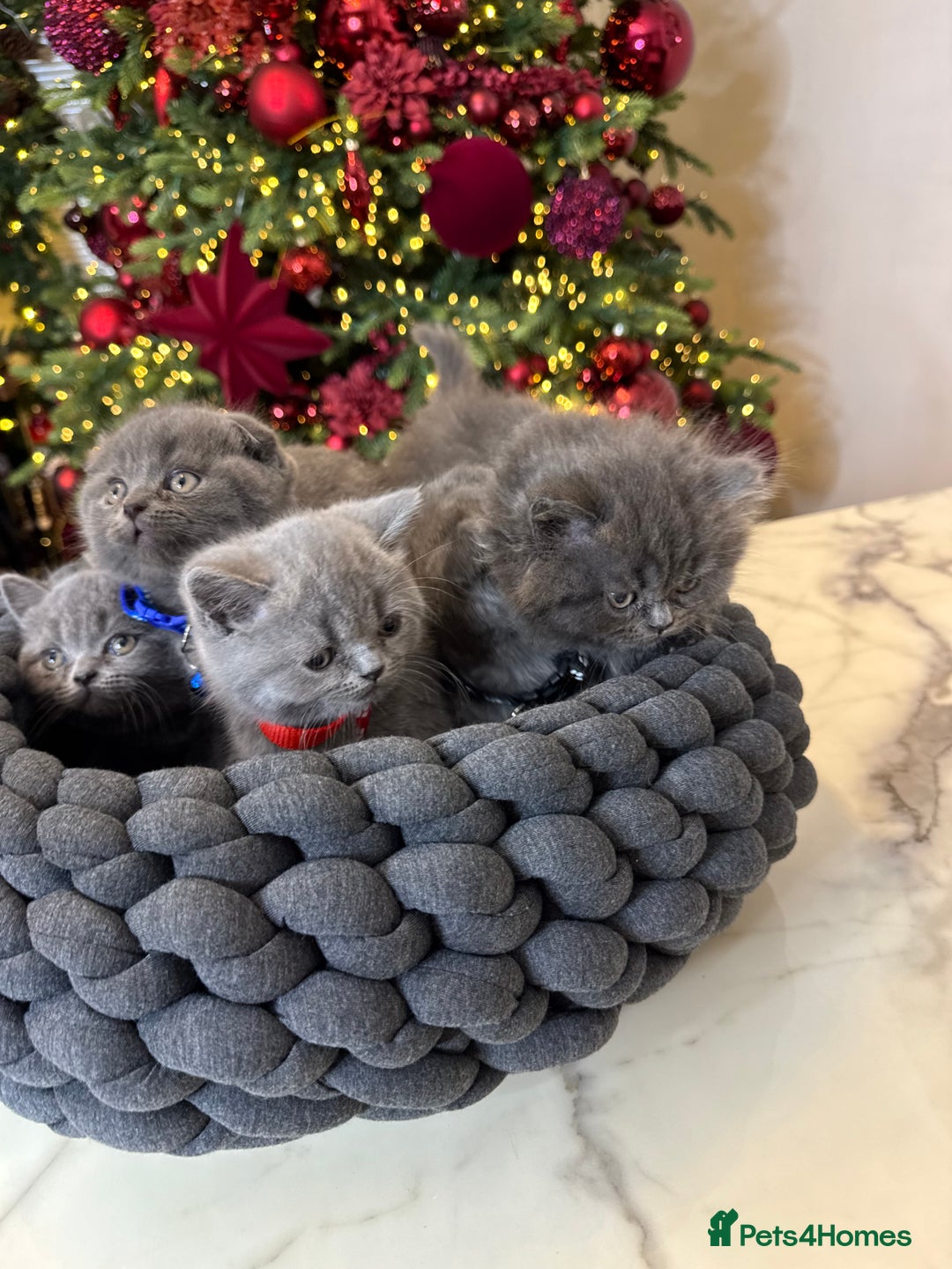 British Shorthair cats for sale: 6 stunning British Shorthair kittens  - Advert 4