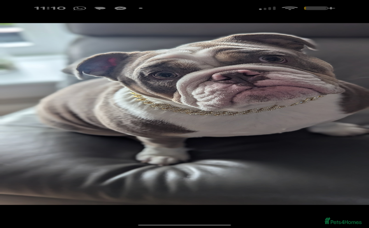 English Bulldog dogs - Advert 1
