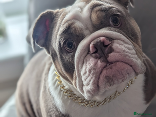 English Bulldog dogs - Advert 1