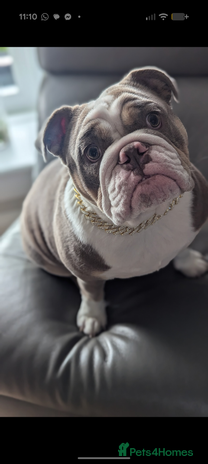 English Bulldog dogs - Advert 1