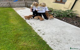 Labrador Retriever dogs for sale: Stunning Fox red labradors - Image 7