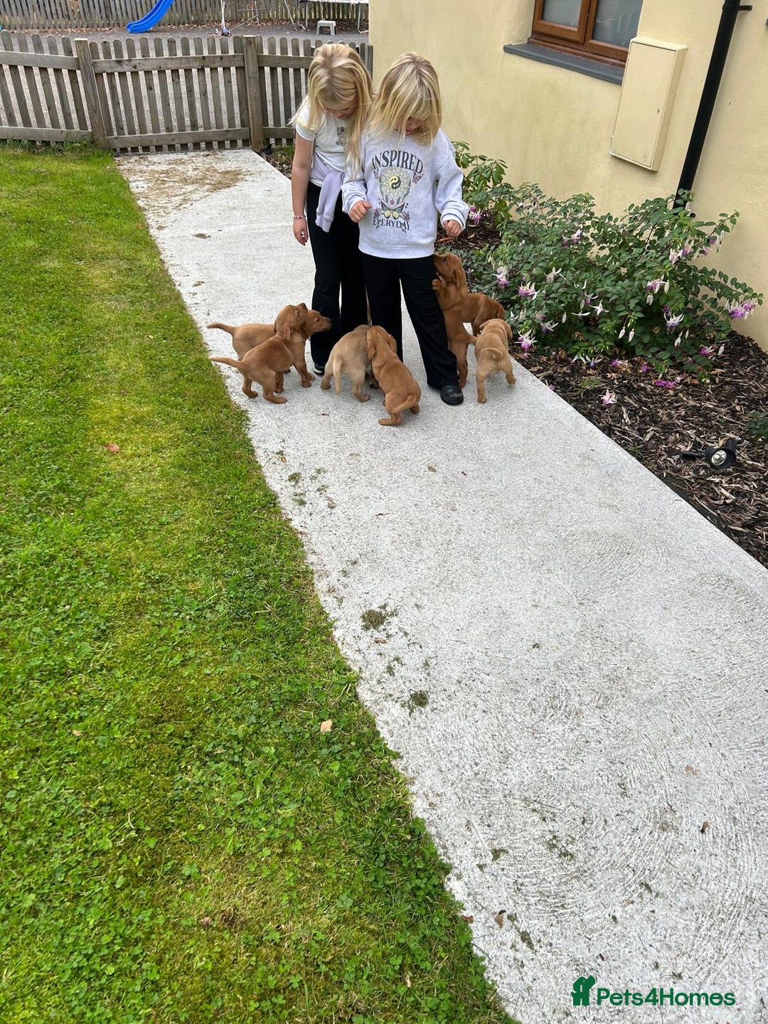 Labrador Retriever dogs for sale: Stunning Fox red labradors - Image 7