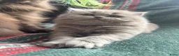 British Shorthair cats for sale: ✨ Stunning TICA Reg British shorthair Kittens - Advert 7