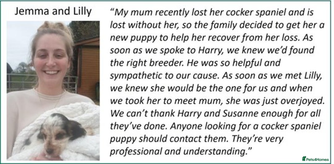 Cocker Spaniel dogs for sale: Stunning Show Cockers-Health Checked,KC Registered - Image 20