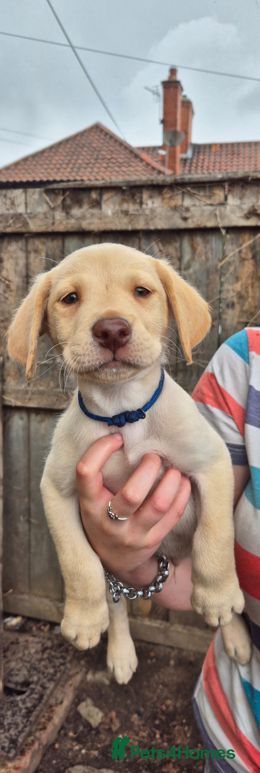 Labrador Retriever dogs for sale: Labrador puppys ready to leave  - Image 7