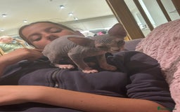 Sphynx cats for sale: Beautiful lot of Sphynx kittens from family pets - Image 7
