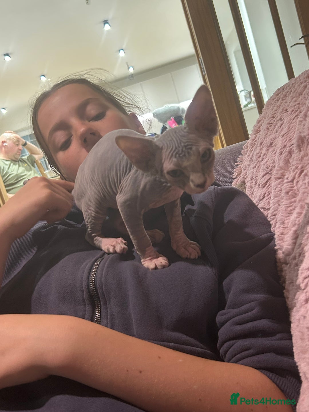Sphynx cats for sale: Beautiful lot of Sphynx kittens from family pets - Image 7