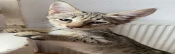 Savannah cats for sale: Savannah PED’G kitten last light bst girl F5SBT - Advert 11