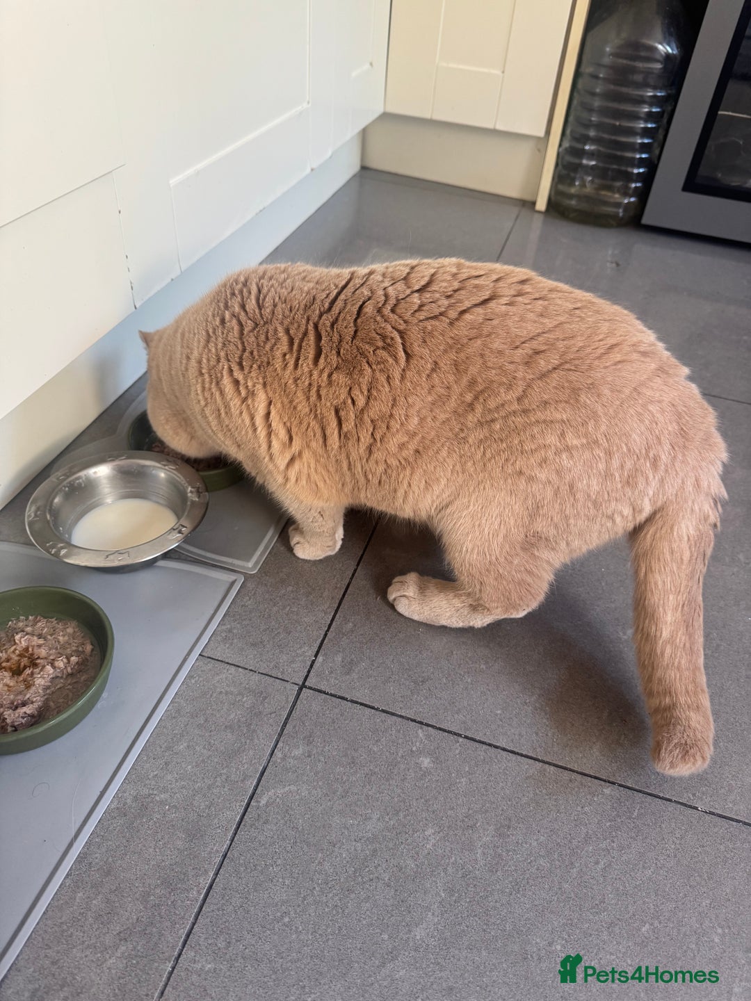 Bengal cats for sale: Bengal and British shorthair mix ginger kitten - Advert 14