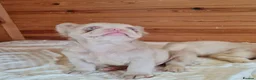 French Bulldog dogs for sale: Fluffy pink husky  **  in Stoke-on-Trent - Advert 26
