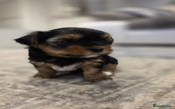 Yorkshire Terrier dogs for sale: Yorkshire terrier  - Image 8