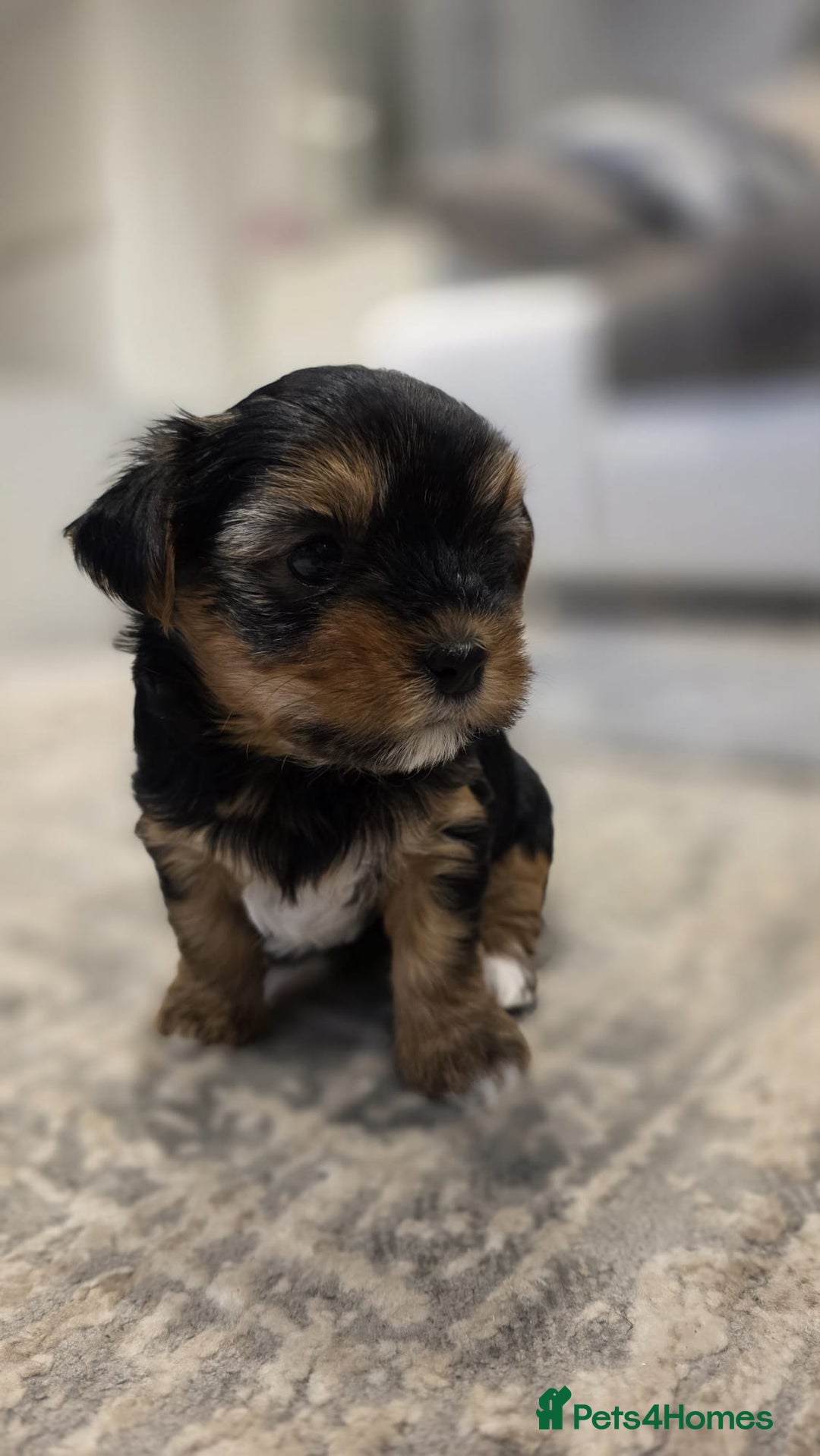 Yorkshire Terrier dogs for sale: Yorkshire terrier  - Image 8