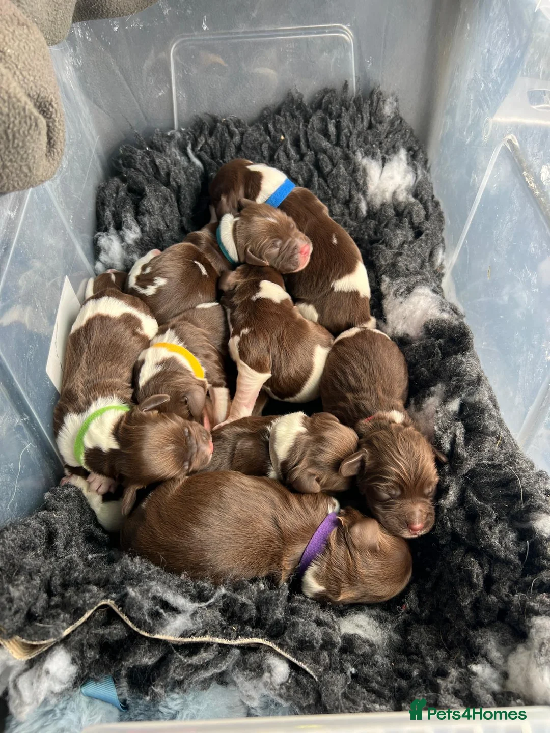 English Springer Spaniel dogs for stud: English Springer Spaniel Stud  in Derby - Advert 20