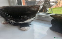 Mixed Breed cats for sale: 4 beautiful temperamental kittens  - Image 2