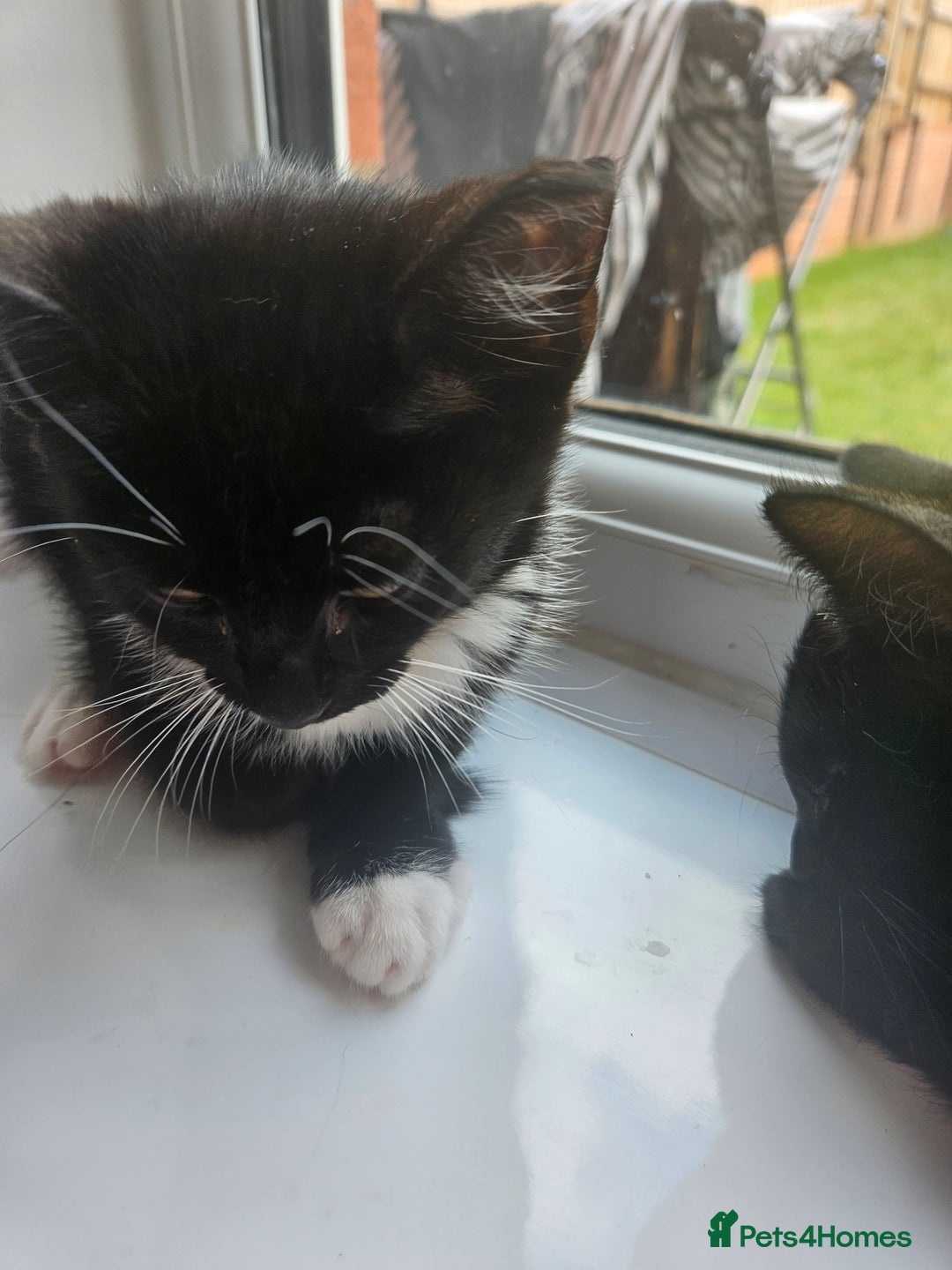 Mixed Breed cats for sale: 4 beautiful temperamental kittens  - Image 2