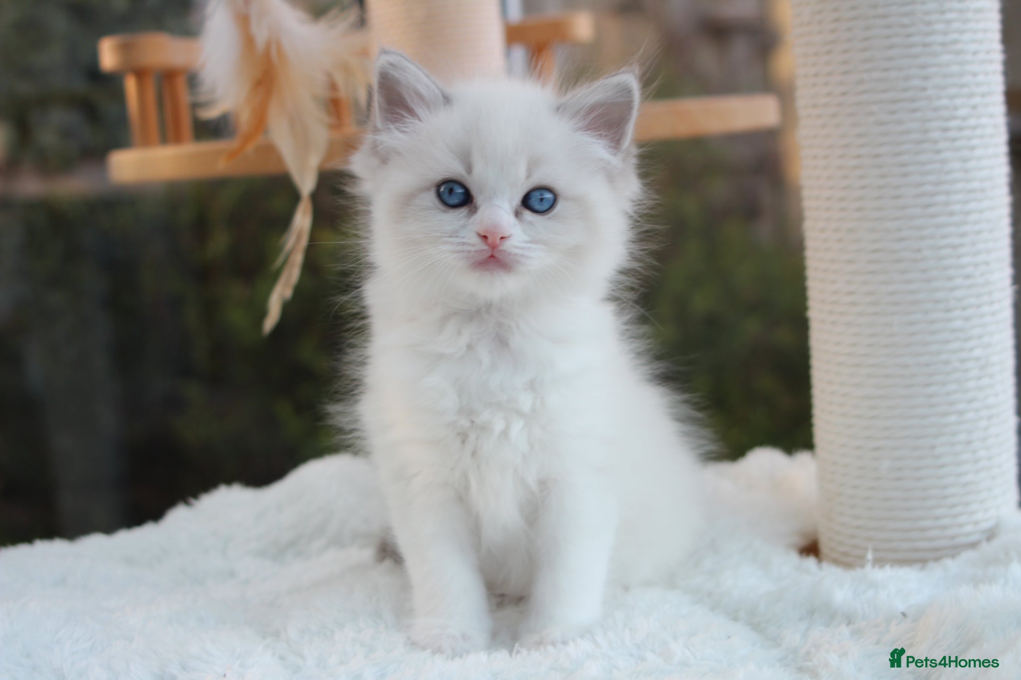 Ragdoll cats Adorable TICA Ragdoll/Cherubim Kittens  - Advert 10