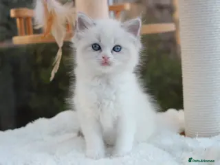 Ragdoll cats Adorable TICA Ragdoll/Cherubim Kittens - Advert 10