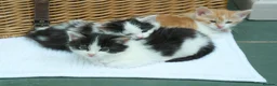 Ragdoll cats for sale: Adorable, Affectionate Part Ragdoll Kittens - Advert 18