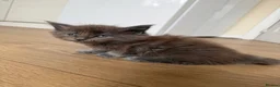 Maine Coon cats for sale: Maine Coon kittens  - Advert 2