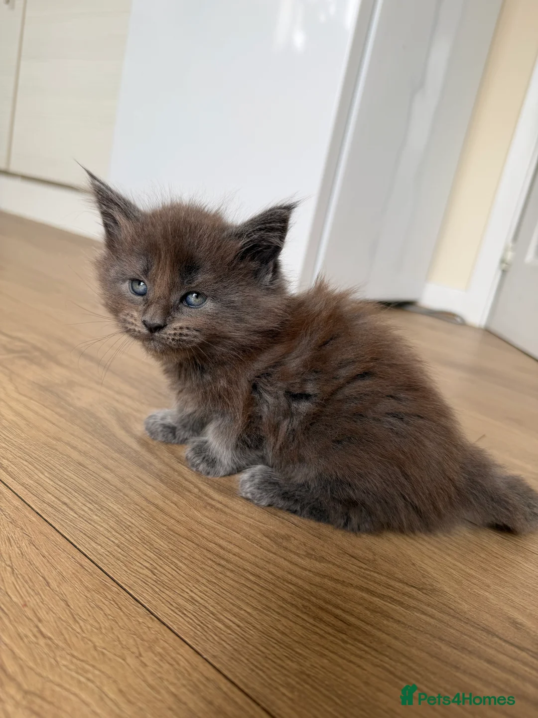 Maine Coon cats for sale: Maine Coon kittens  - Advert 2