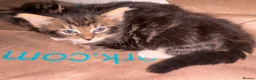 Mixed Breed cats for sale: 2 female kittens - Advert 3