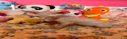 Sphynx cats for sale: Beautiful Sphynx Kittens – Ready 5th October - Advert 16