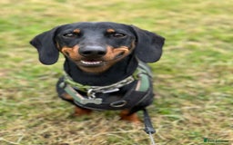 Miniature Dachshund dogs for stud: Snoop is ready to be a stud  - Image 5