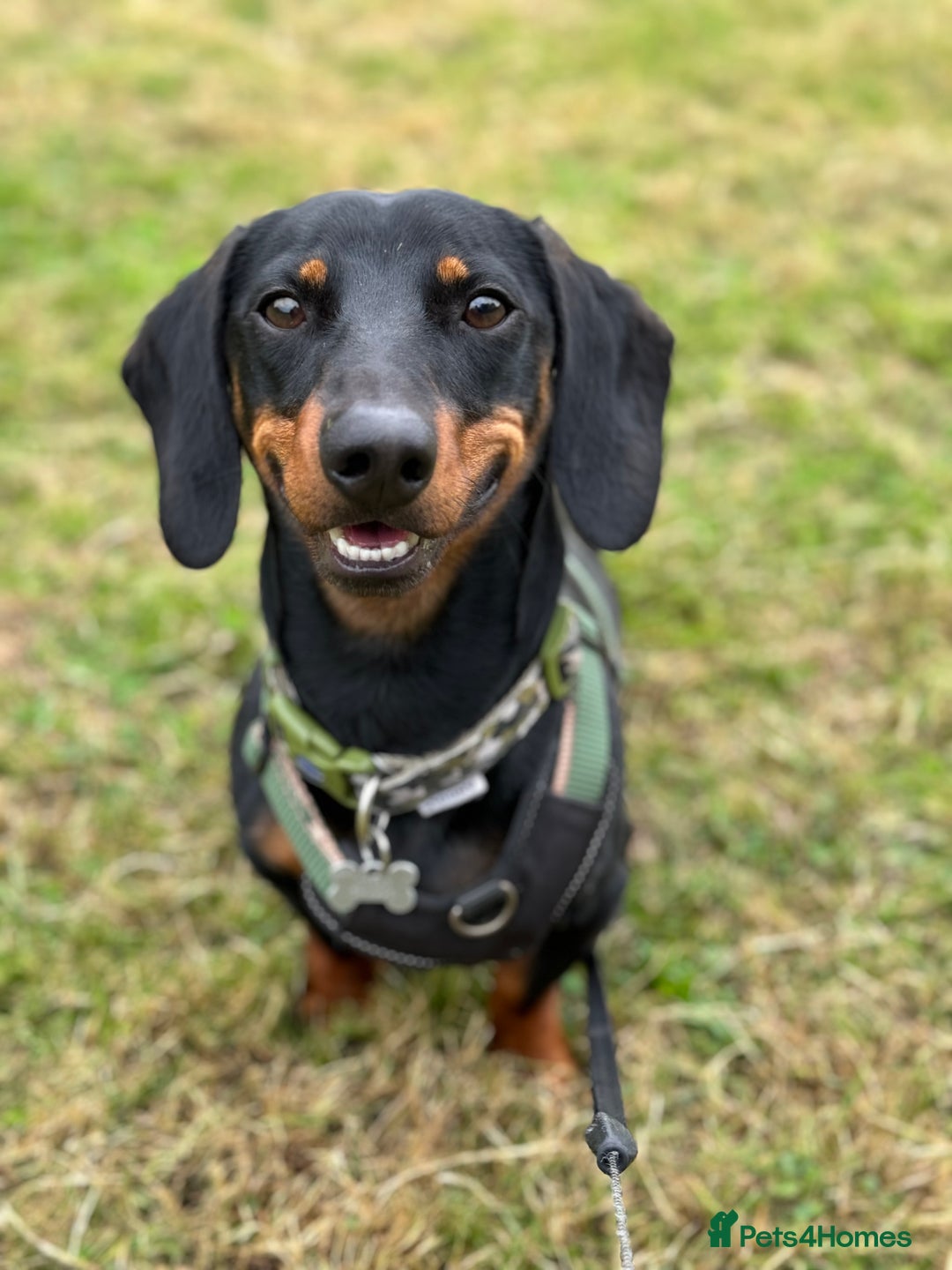 Miniature Dachshund dogs for stud: Snoop is ready to be a stud  - Image 5
