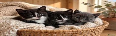 Mixed Breed 1