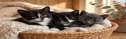 Mixed Breed cats for sale: 3 Beautiful Kittens Looking for Their Homes  - Advert 6