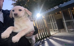 Labrador Retriever dogs for sale: Labrador puppies  - Image 1