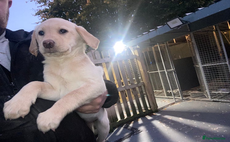 Labrador Retriever dogs - Advert 1