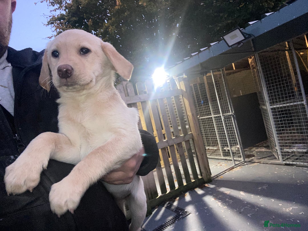 Labrador Retriever dogs for sale: Labrador puppies  - Image 1