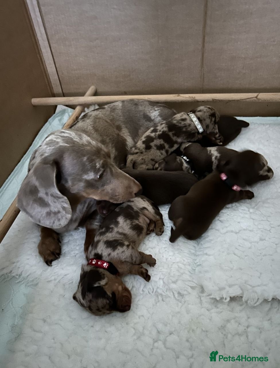 Miniature Dachshund dogs MAGNIFICENT MINIATURE DACHSHUND PUPPIES  - Advert 1