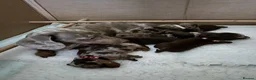 Miniature Dachshund dogs for sale: MAGNIFICENT MINIATURE DACHSHUND PUPPIES  - Advert 1